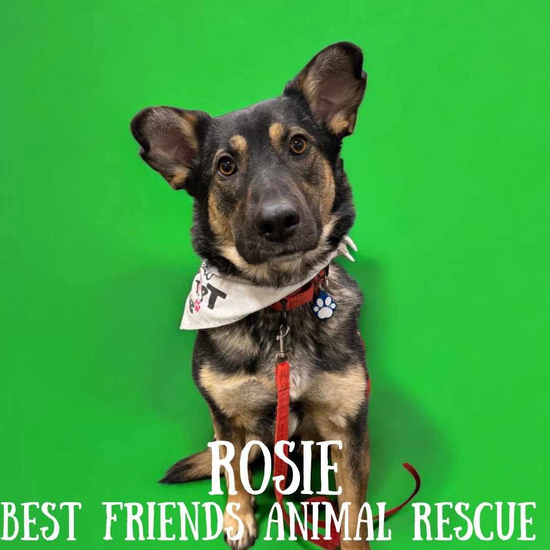 Rosie, an adoptable German Shepherd Dog in Wasilla, AK, 99654 | Photo Image 2