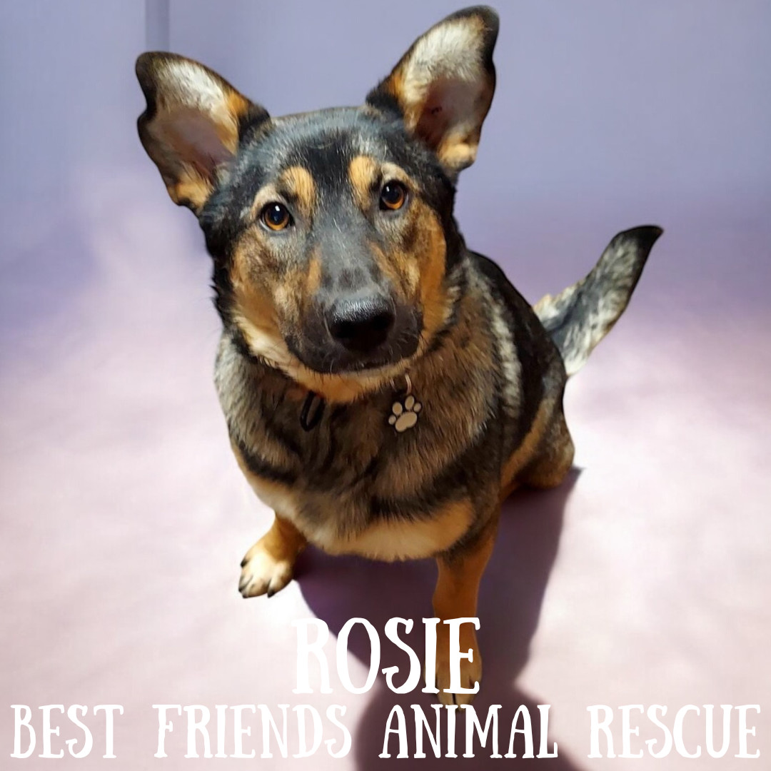 Rosie, an adoptable German Shepherd Dog in Wasilla, AK, 99654 | Photo Image 3
