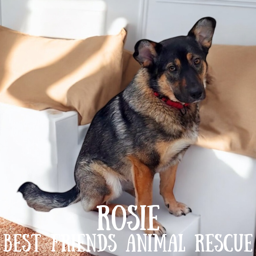 Rosie, an adoptable German Shepherd Dog in Wasilla, AK, 99654 | Photo Image 4