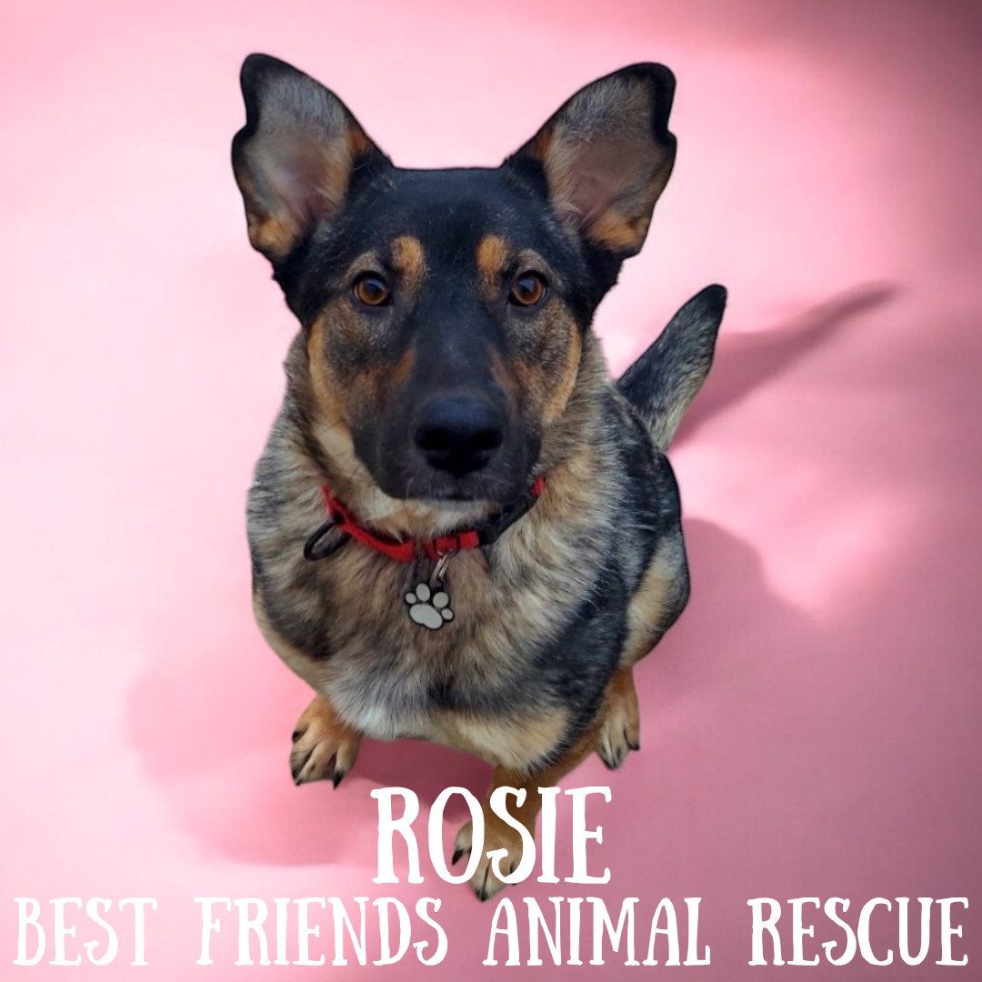 Rosie, an adoptable German Shepherd Dog in Wasilla, AK, 99654 | Photo Image 5