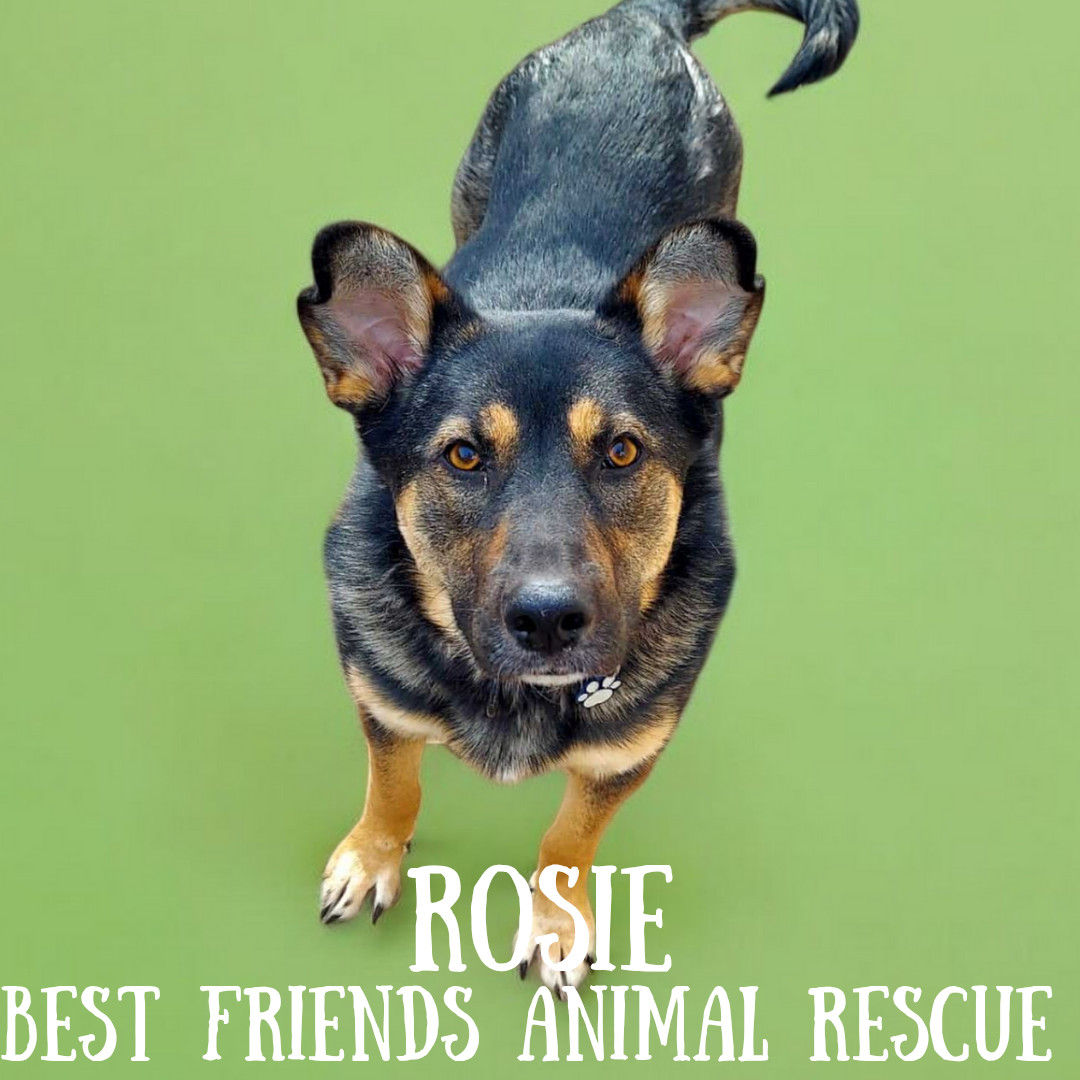 Rosie, an adoptable German Shepherd Dog in Wasilla, AK, 99654 | Photo Image 6