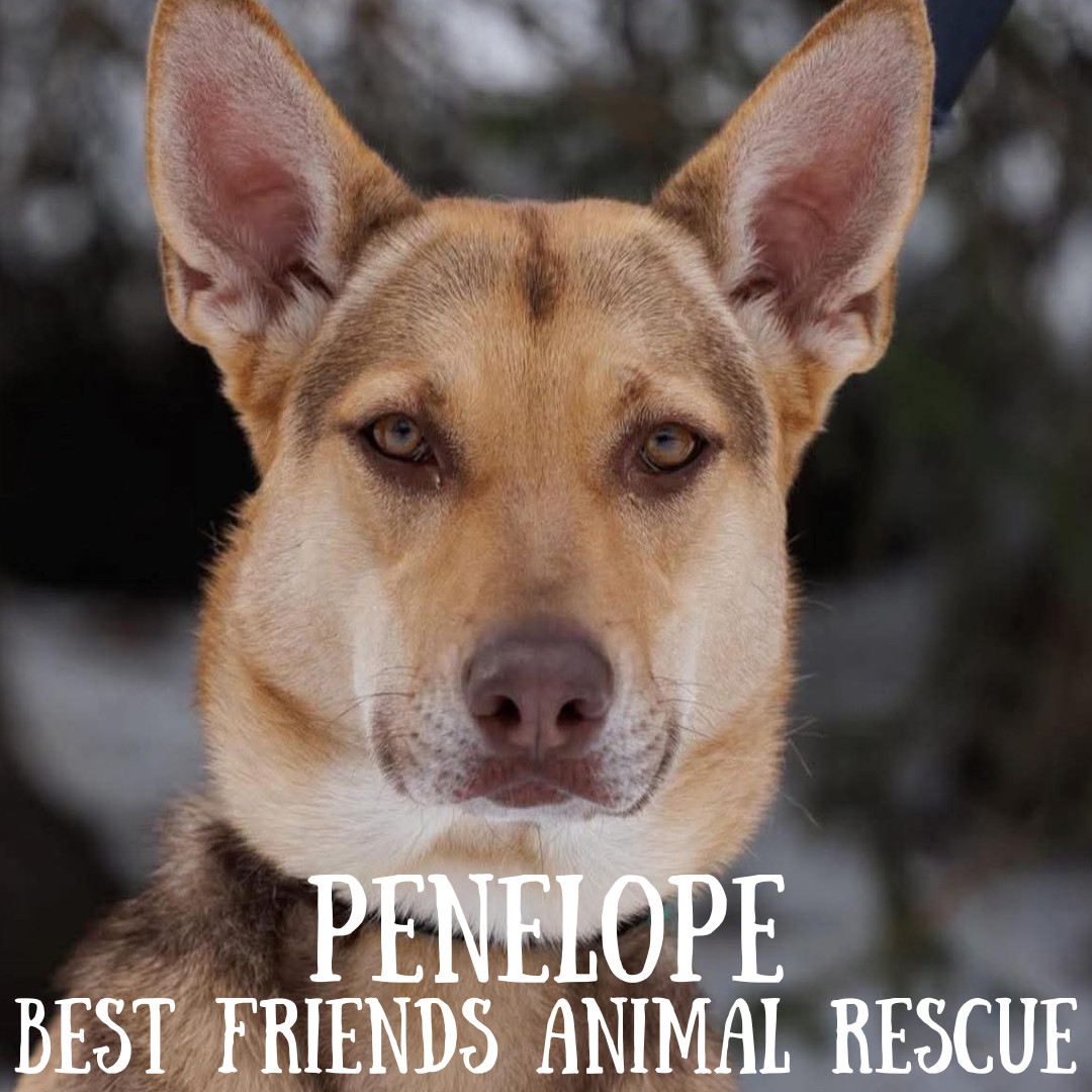 Penelope, an adoptable German Shepherd Dog in Wasilla, AK, 99654 | Photo Image 1