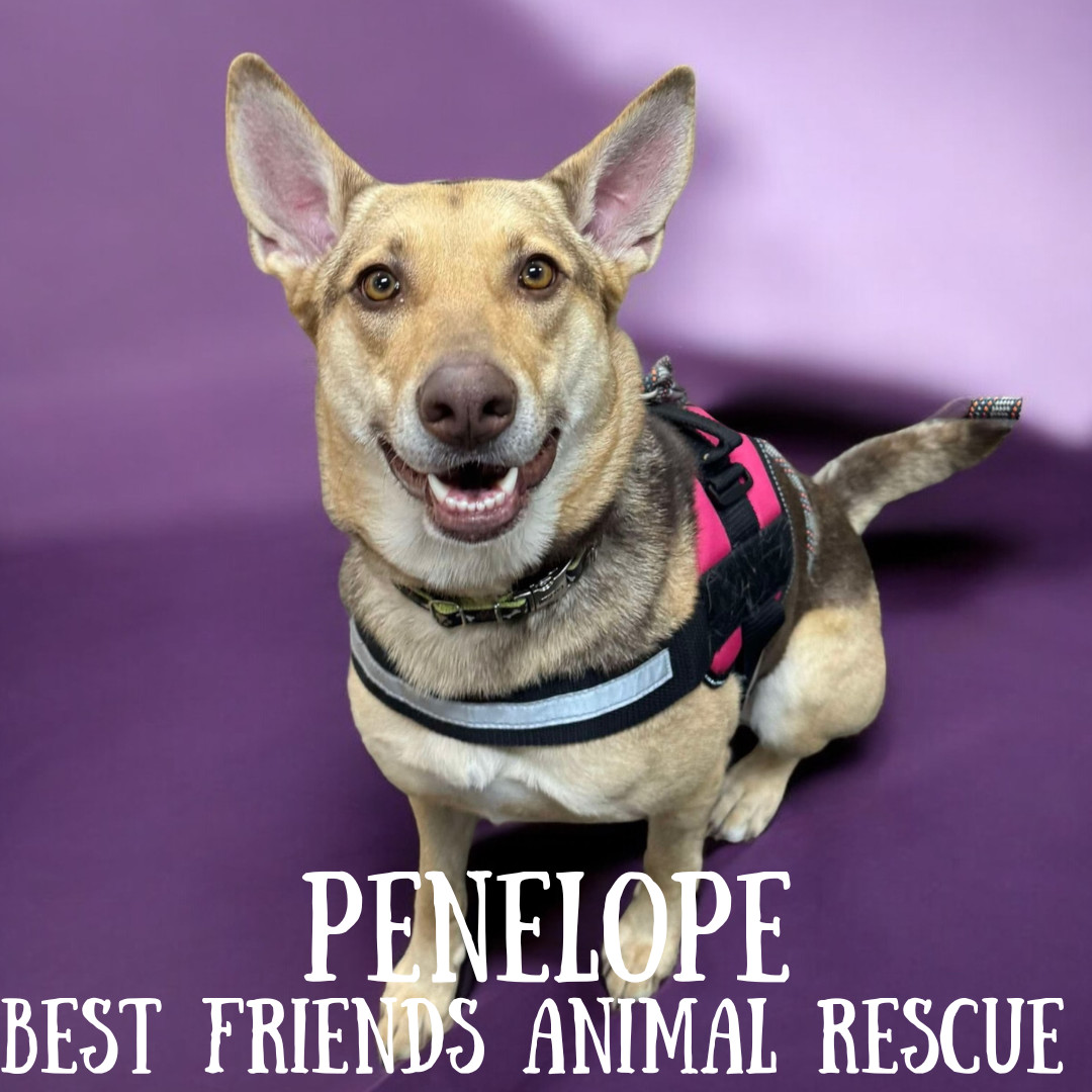 Penelope, an adoptable German Shepherd Dog in Wasilla, AK, 99654 | Photo Image 2