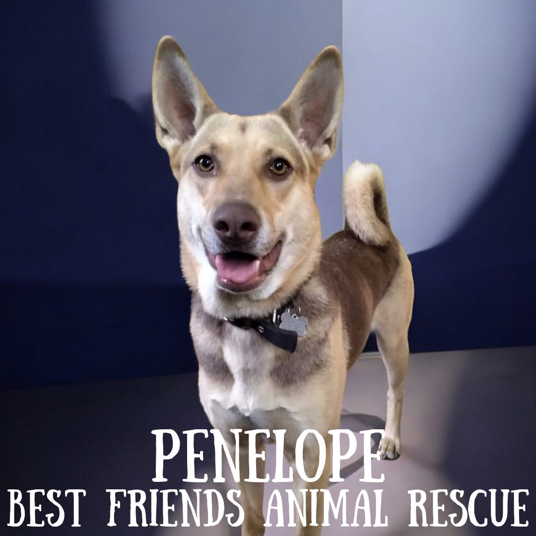 Penelope, an adoptable German Shepherd Dog in Wasilla, AK, 99654 | Photo Image 3