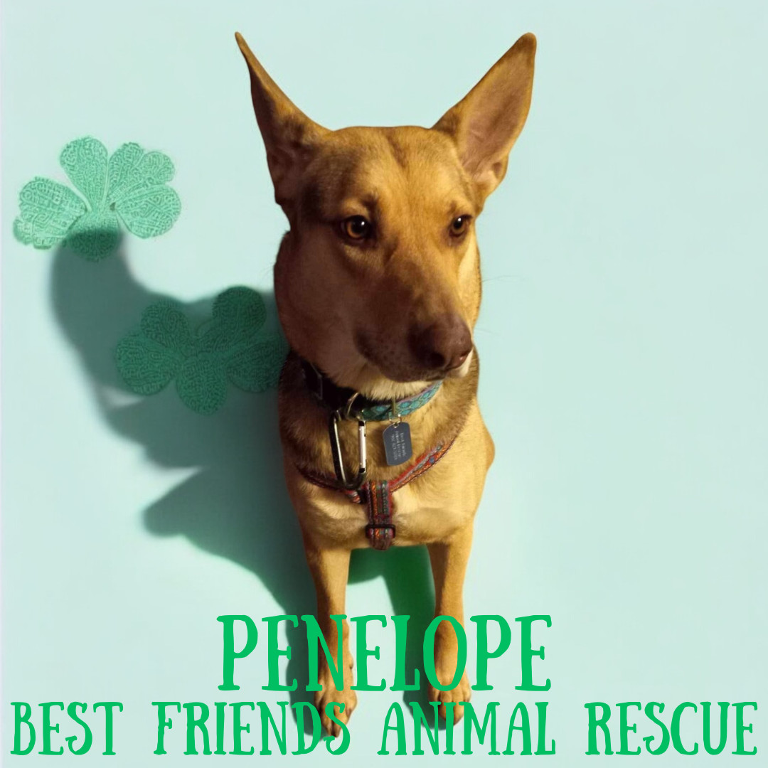Penelope, an adoptable German Shepherd Dog in Wasilla, AK, 99654 | Photo Image 4
