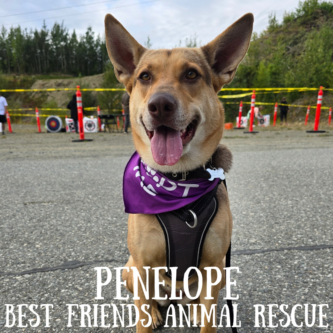 Penelope, an adoptable German Shepherd Dog in Wasilla, AK, 99654 | Photo Image 5