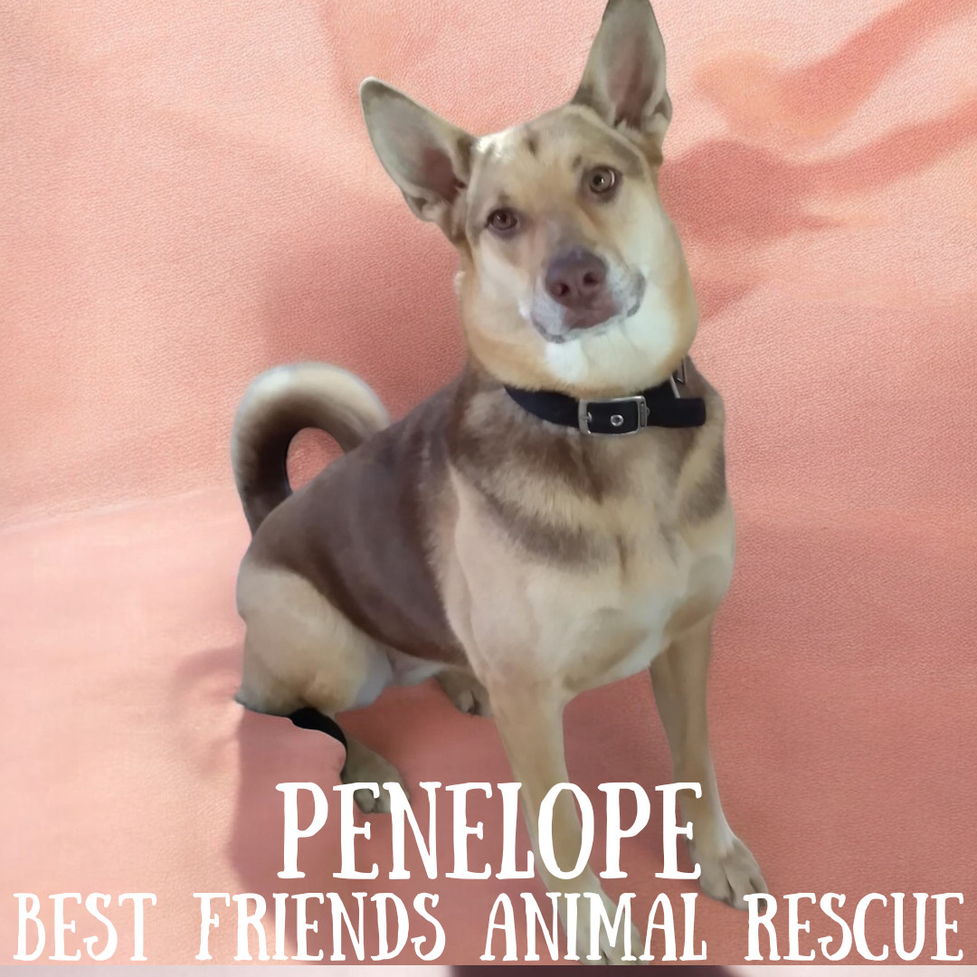 Penelope, an adoptable German Shepherd Dog in Wasilla, AK, 99654 | Photo Image 6