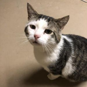 Merlin, Senior Male American Shorthair