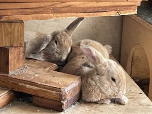 Liam (Lilly), Adult Male Mini Lop
