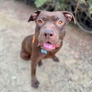 Journey (C000-631)- Chino Hills Location, Adult Female Pit Bull Terrier