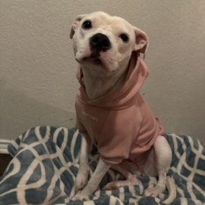 Georgia, Adult Female Pit Bull Terrier