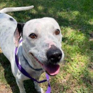 Nikki, Adult Female Dalmatian