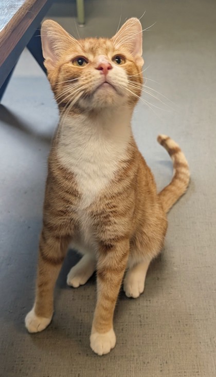 Archie