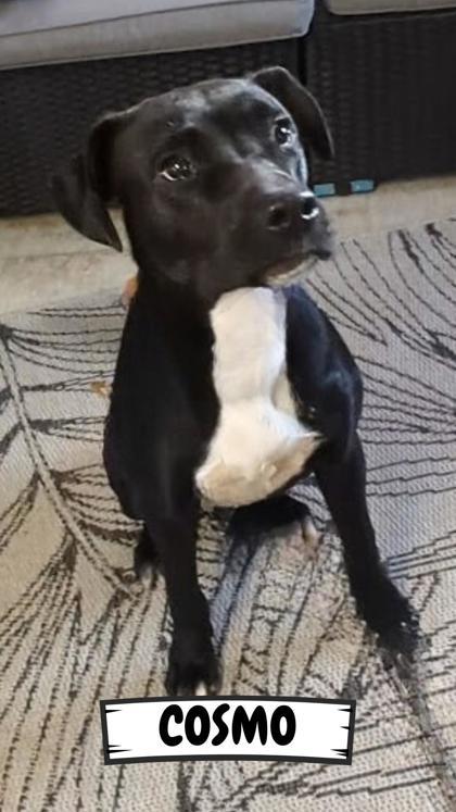 Cosmo