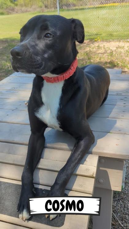 Cosmo
