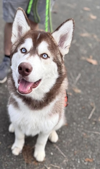 Canelo