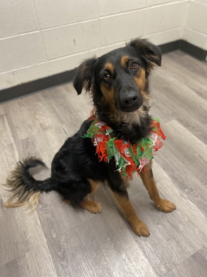 Bandit, an adoptable Hovawart, Mixed Breed in Fort Worth, TX, 76119 | Photo Image 1