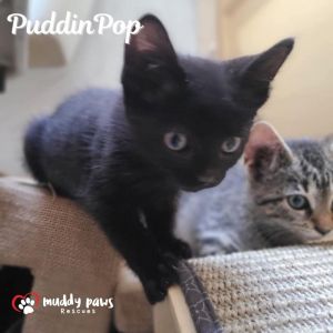 PuddinPop