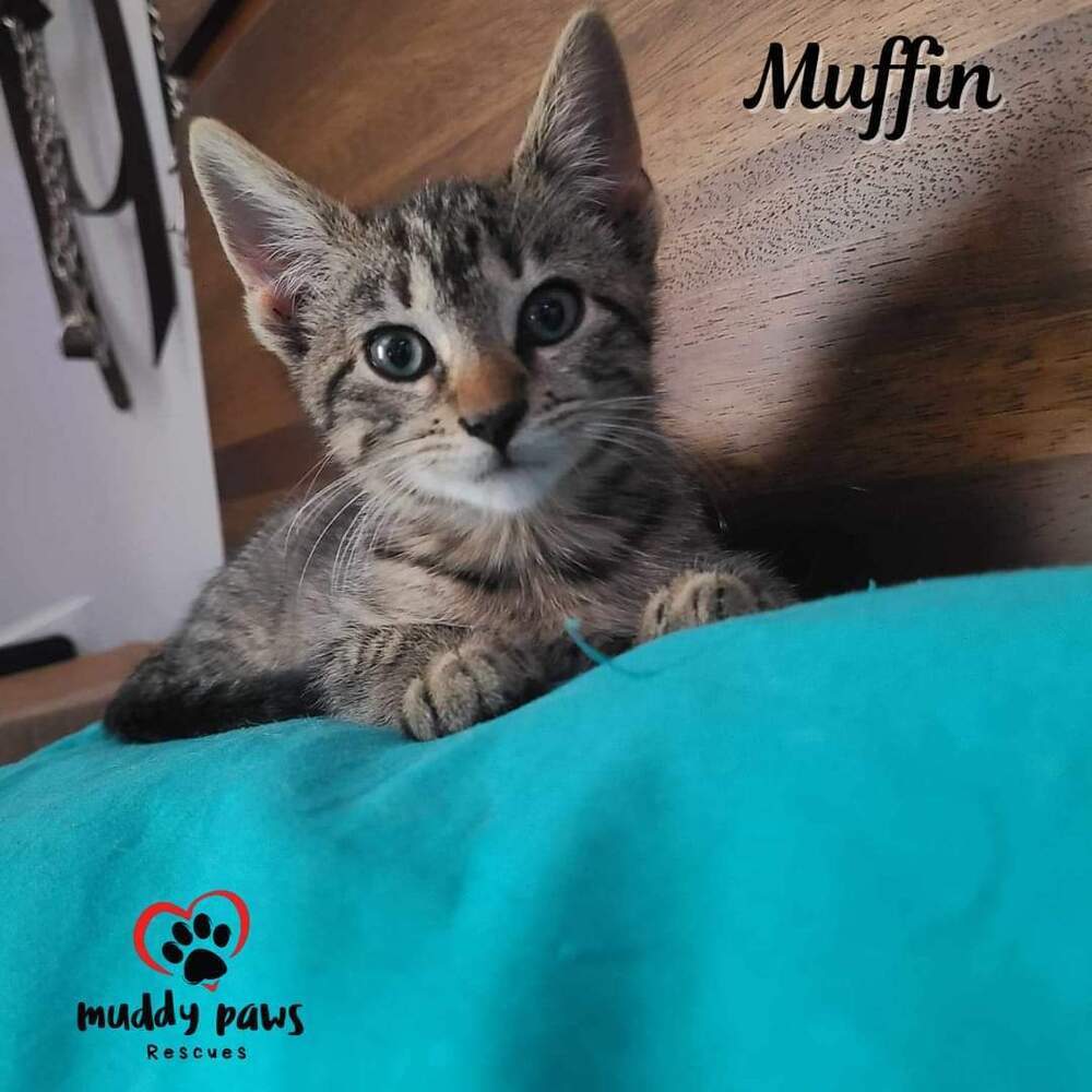 Muffin