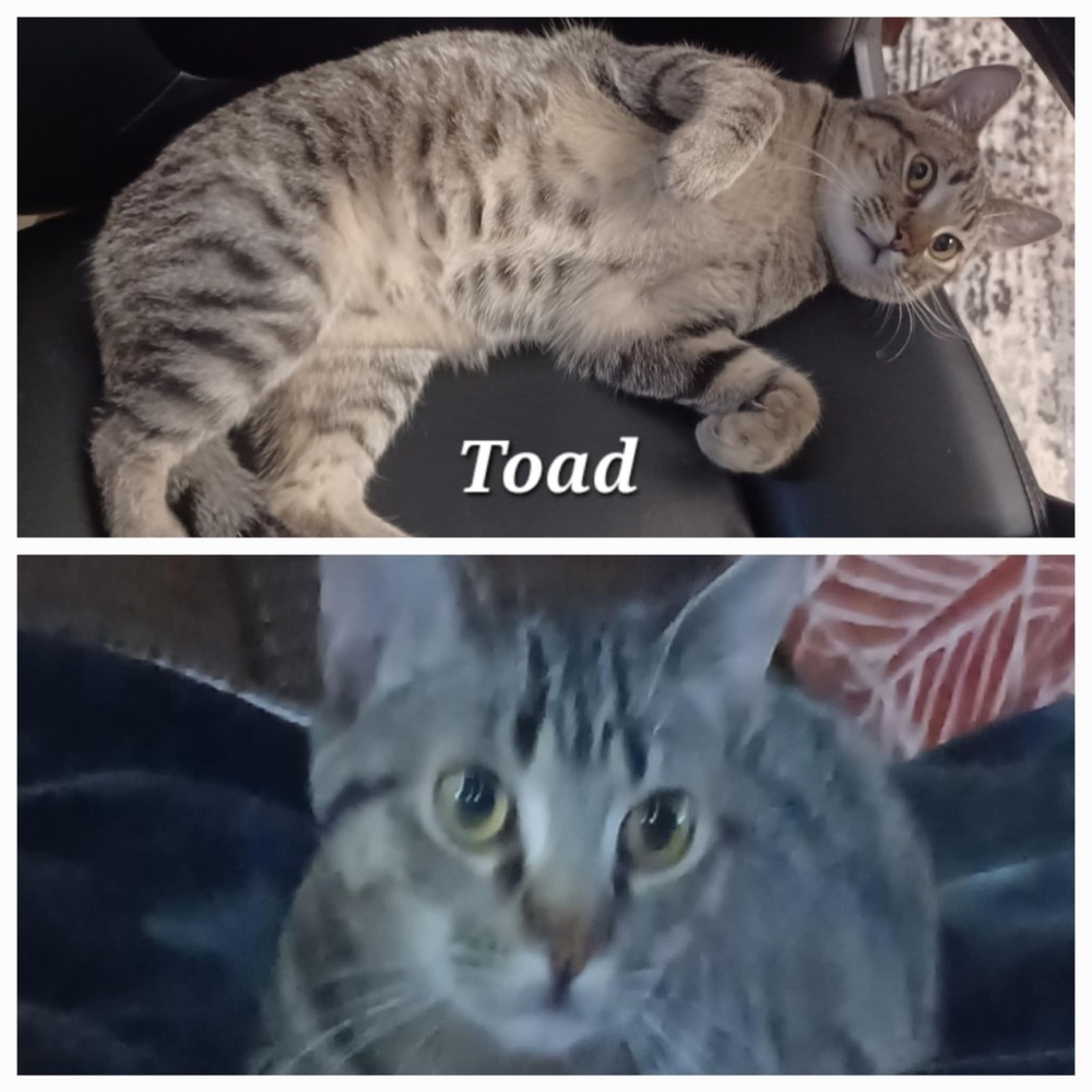 Toad TCAC