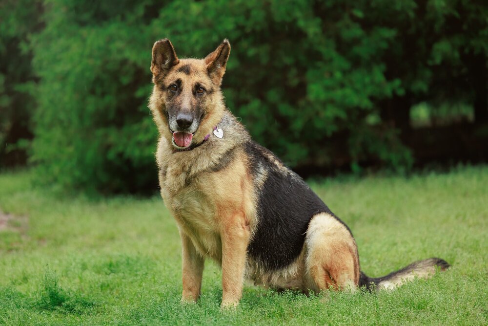 Ursa