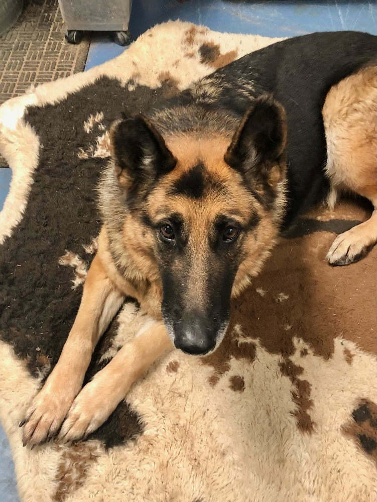 Ursa