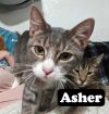 Asher photo 1