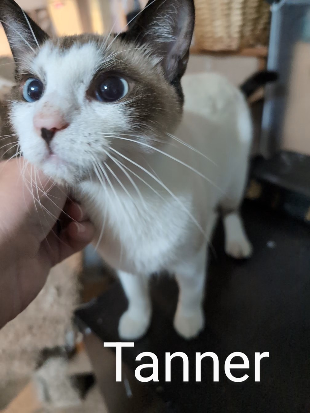 Tanner, an adoptable Domestic Short Hair, Snowshoe in Cleburne, TX, 76033 | Photo Image 1