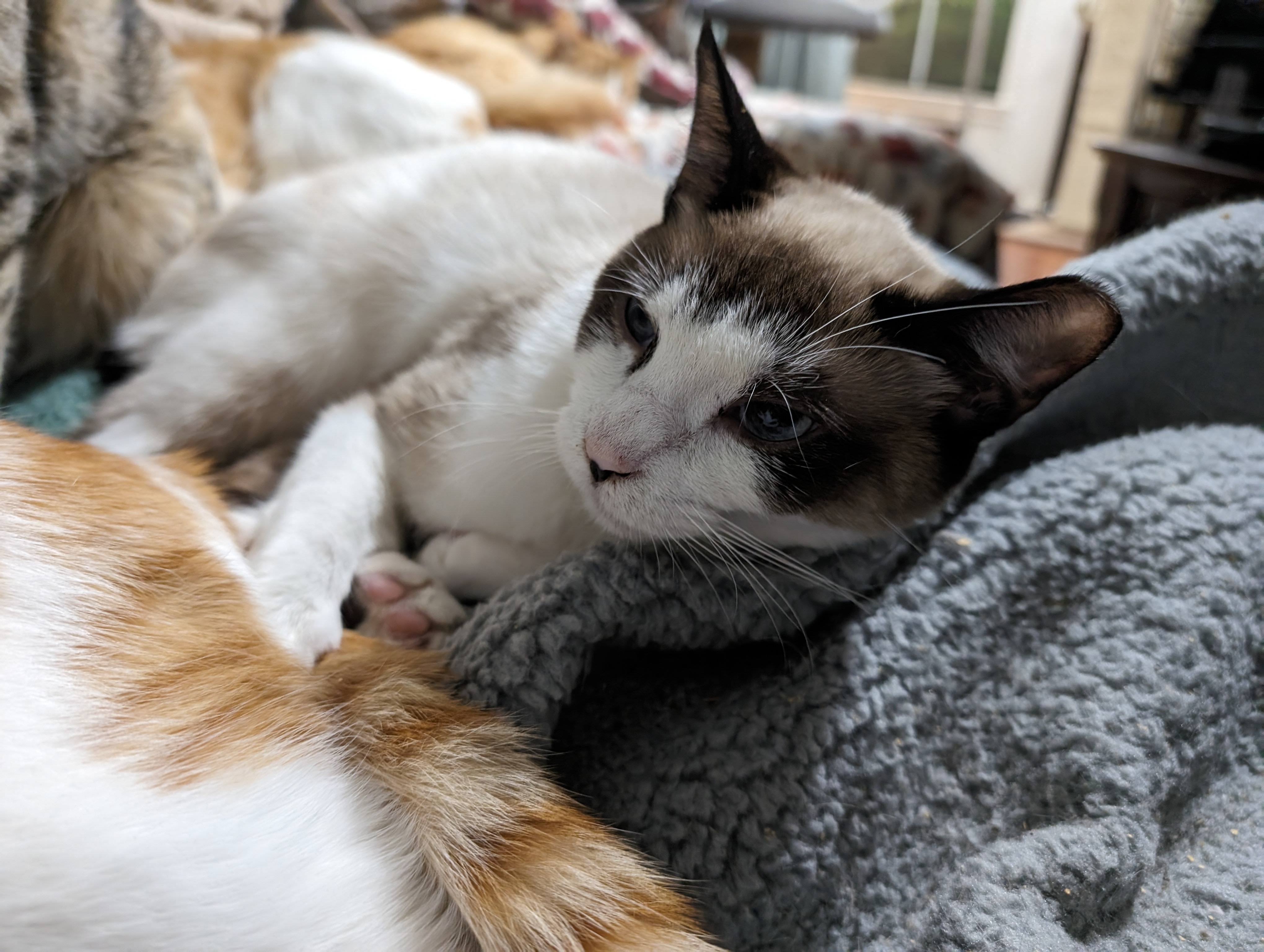 Tanner, an adoptable Domestic Short Hair, Snowshoe in Cleburne, TX, 76033 | Photo Image 3