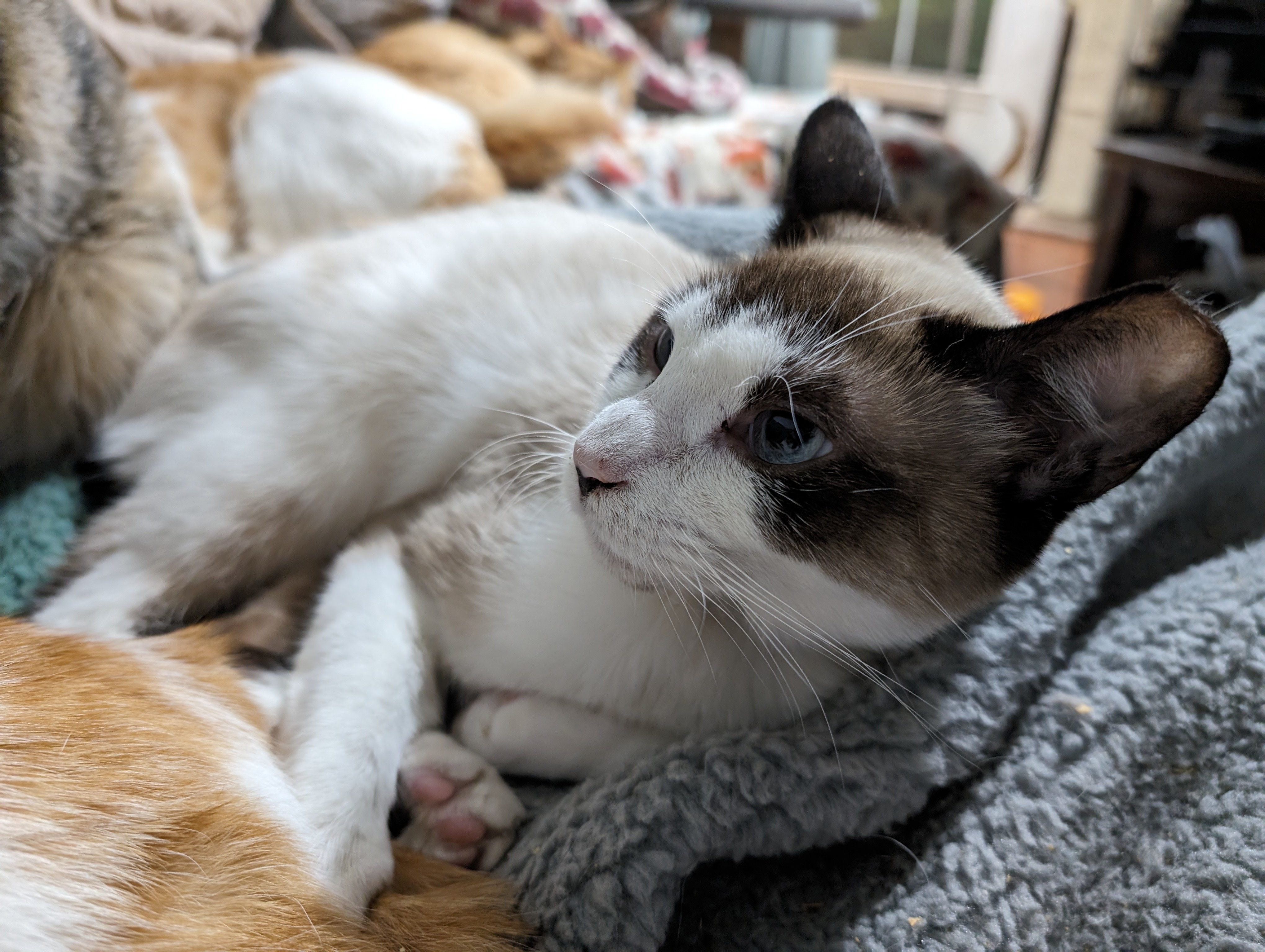 Tanner, an adoptable Domestic Short Hair, Snowshoe in Cleburne, TX, 76033 | Photo Image 5