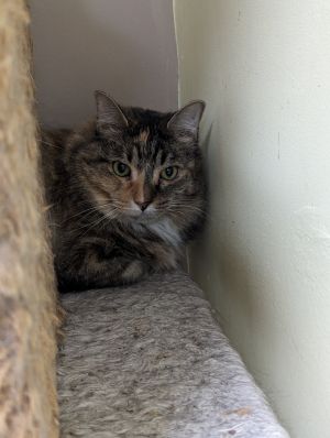 Kate, Adult Female Domestic Short Hair