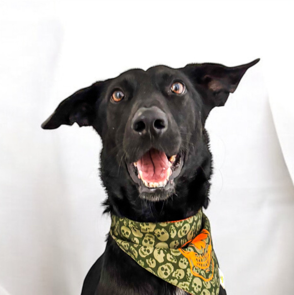 ATHOS, an adoptable Retriever in Jardines de San Manuel, PUE, 72570 | Photo Image 1