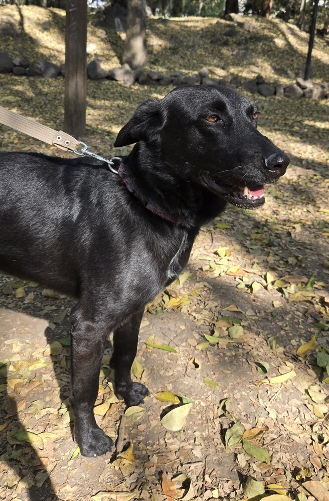 ATHOS, an adoptable Retriever in Jardines de San Manuel, PUE, 72570 | Photo Image 2