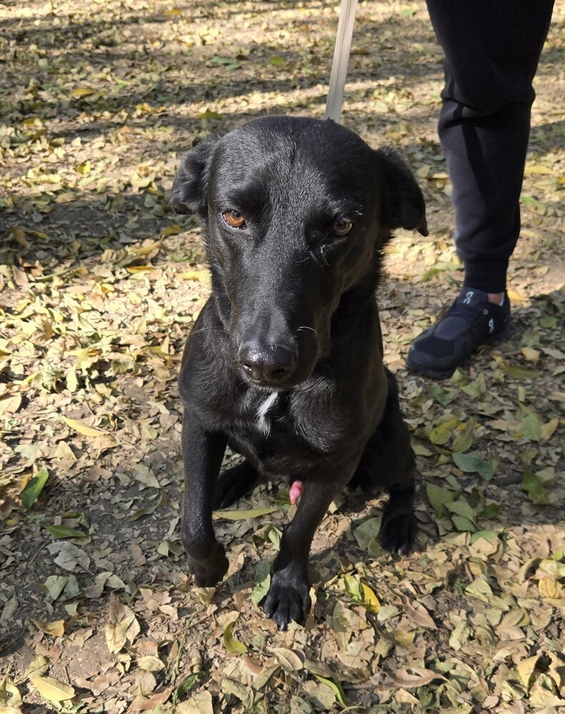 ATHOS, an adoptable Retriever in Jardines de San Manuel, PUE, 72570 | Photo Image 3