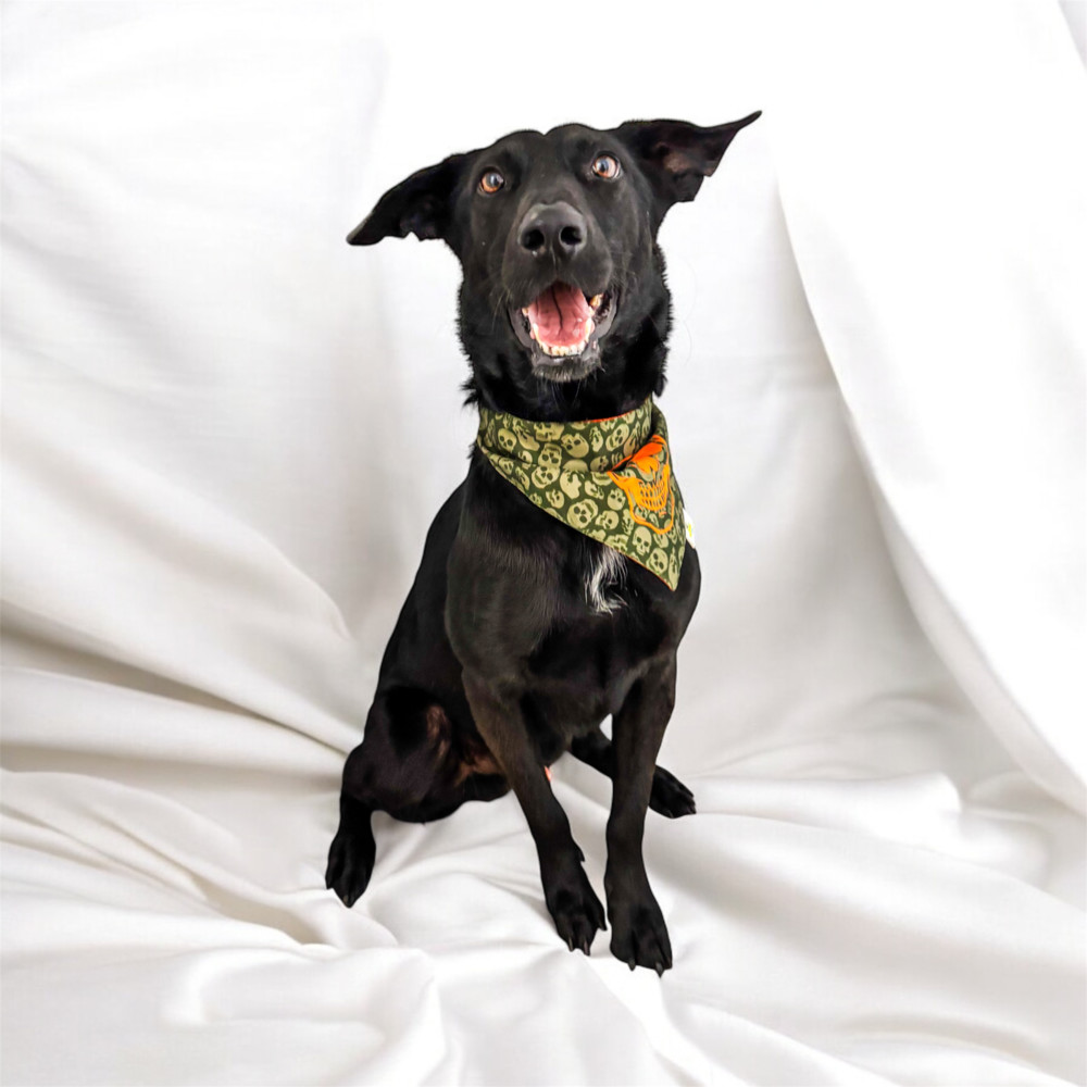 ATHOS, an adoptable Retriever in Jardines de San Manuel, PUE, 72570 | Photo Image 5