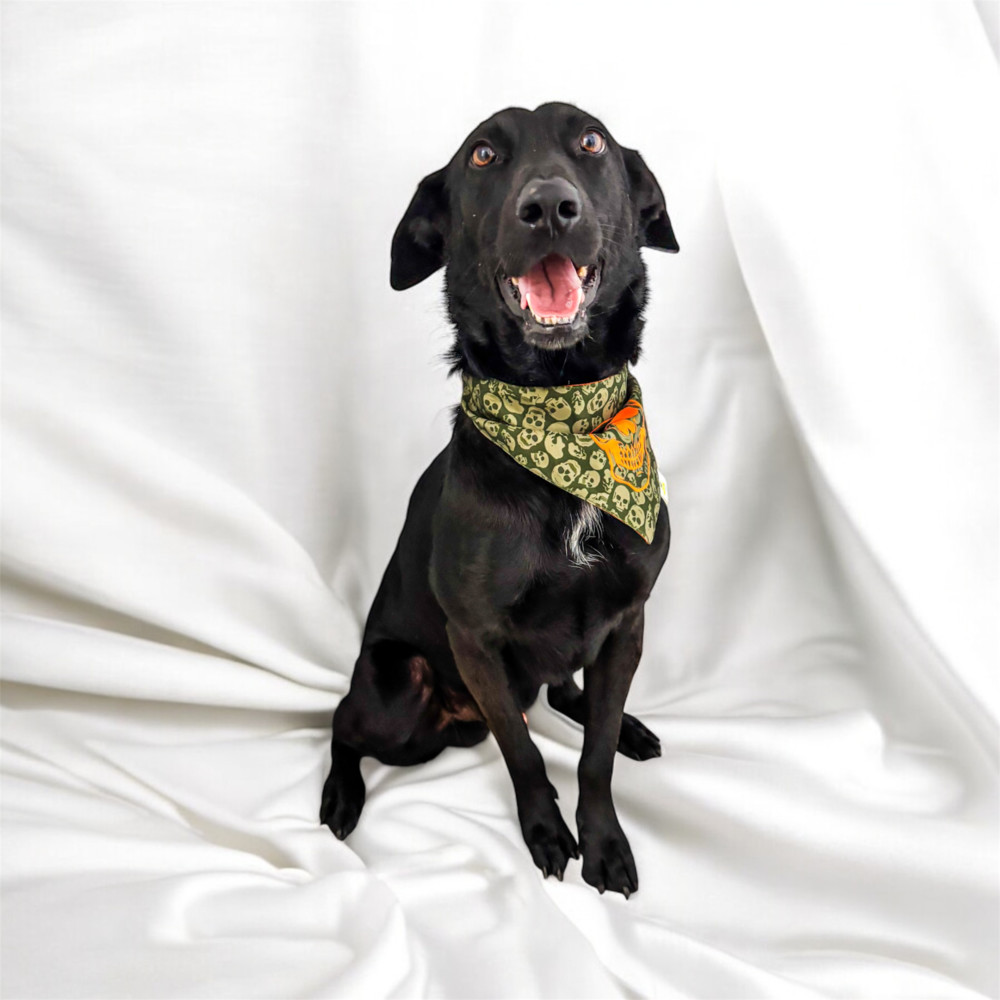 ATHOS, an adoptable Retriever in Jardines de San Manuel, PUE, 72570 | Photo Image 6