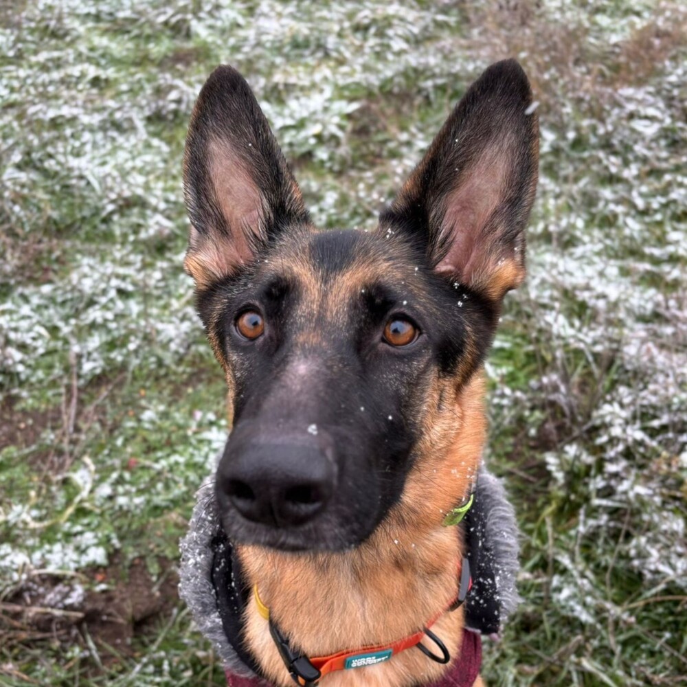 RAVEN - Local (Armstrong), an adoptable German Shepherd Dog in Langley, BC, V2Y 3K1 | Photo Image 1