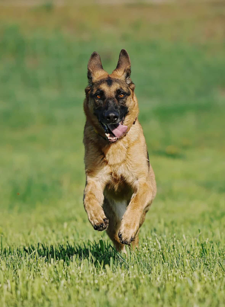 RAVEN - Local (Armstrong), an adoptable German Shepherd Dog in Langley, BC, V2Y 3K1 | Photo Image 1