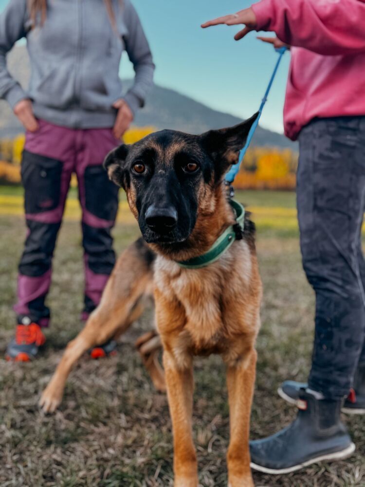 RAVEN - Local (Armstrong), an adoptable German Shepherd Dog in Langley, BC, V2Y 3K1 | Photo Image 2