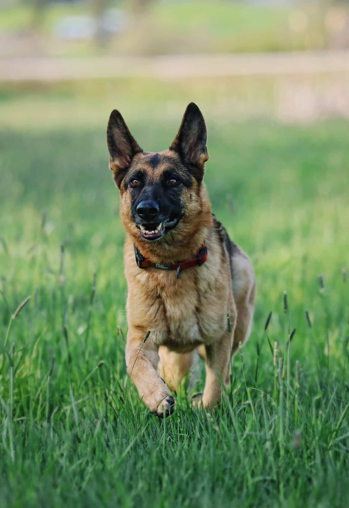 RAVEN - Local (Armstrong), an adoptable German Shepherd Dog in Langley, BC, V2Y 3K1 | Photo Image 2