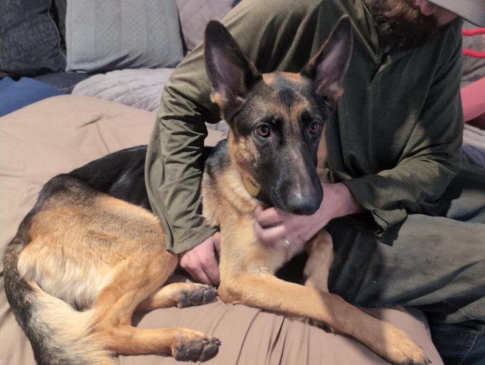 RAVEN - Local (Armstrong), an adoptable German Shepherd Dog in Langley, BC, V2Y 3K1 | Photo Image 4