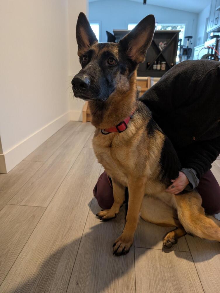 RAVEN - Local (Armstrong), an adoptable German Shepherd Dog in Langley, BC, V2Y 3K1 | Photo Image 5