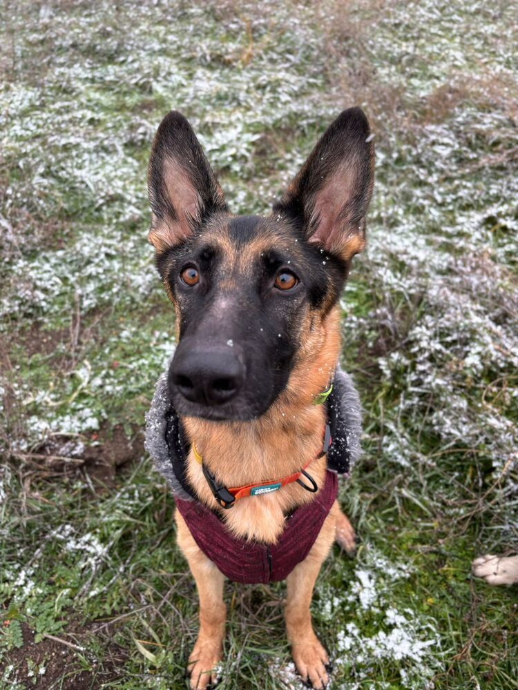 RAVEN - Local (Armstrong), an adoptable German Shepherd Dog in Langley, BC, V2Y 3K1 | Photo Image 6