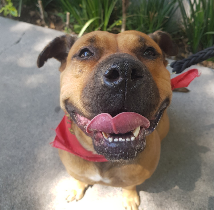 LUCKY, an adoptable Pit Bull Terrier, Shar-Pei in Jardines de San Manuel, PUE, 72570 | Photo Image 1