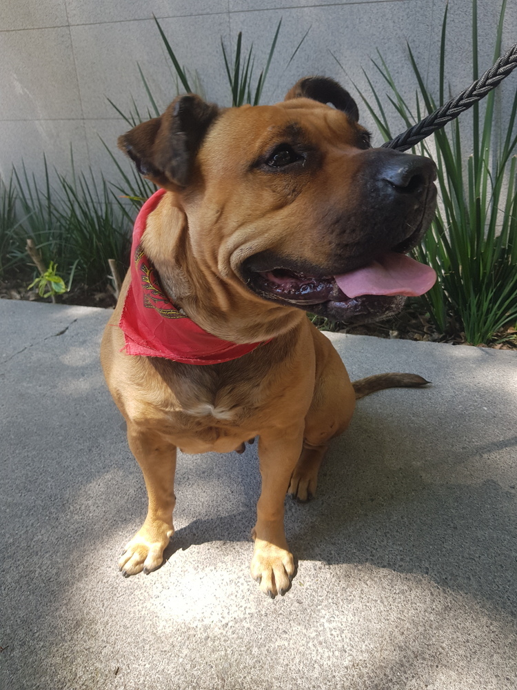 LUCKY, an adoptable Pit Bull Terrier, Shar-Pei in Jardines de San Manuel, PUE, 72570 | Photo Image 2