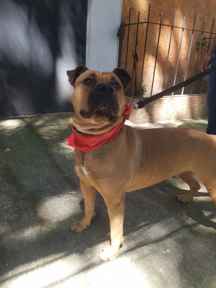 LUCKY, an adoptable Pit Bull Terrier, Shar-Pei in Jardines de San Manuel, PUE, 72570 | Photo Image 3