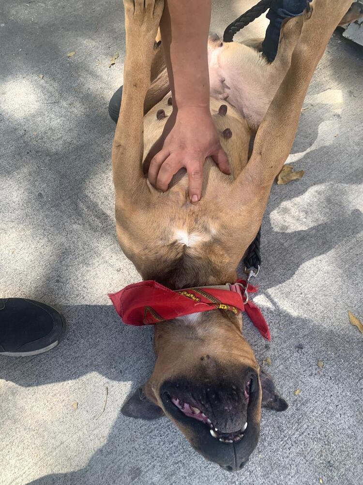 LUCKY, an adoptable Pit Bull Terrier, Shar-Pei in Jardines de San Manuel, PUE, 72570 | Photo Image 4