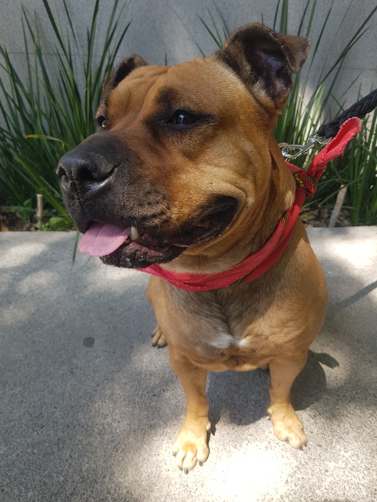 LUCKY, an adoptable Pit Bull Terrier, Shar-Pei in Jardines de San Manuel, PUE, 72570 | Photo Image 5