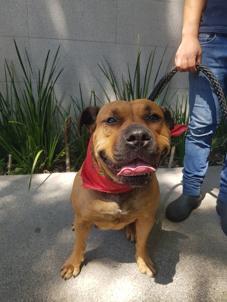 LUCKY, an adoptable Pit Bull Terrier, Shar-Pei in Jardines de San Manuel, PUE, 72570 | Photo Image 6