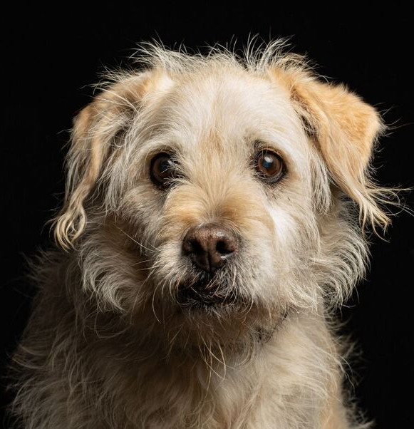 AMARILLO, an adoptable Terrier, Schnauzer in Jardines de San Manuel, PUE, 72570 | Photo Image 1